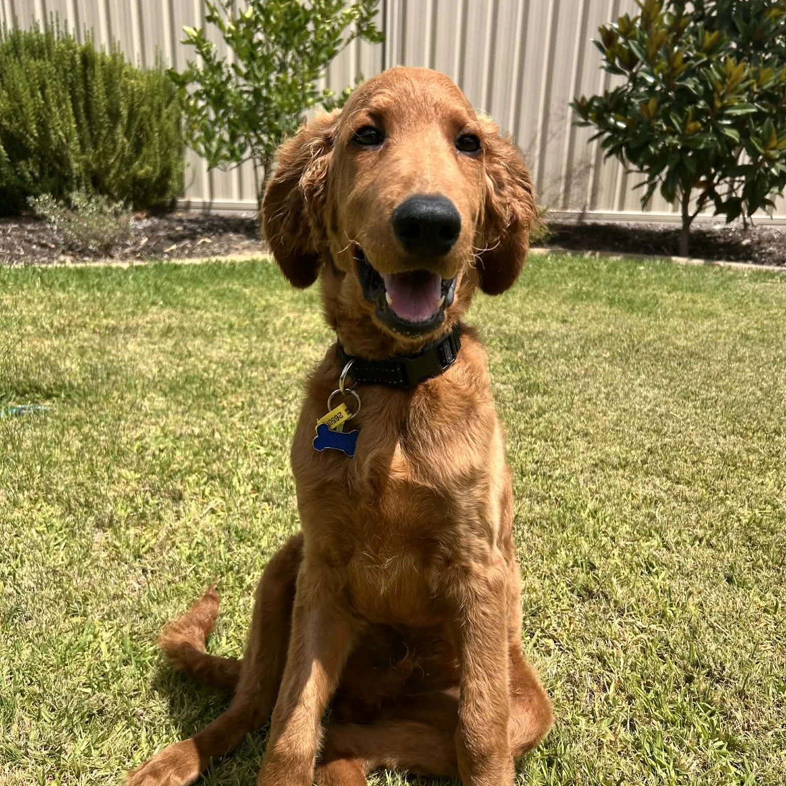 Portrait of Séamus, Chief Morale Officer